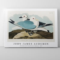 John James Audubon - Kittiwake Gull from Birds of America (1827)