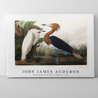 John James Audubon - Purple Heron from Birds of America (1827)