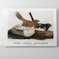 John James Audubon - Towhee Bunting (1812)