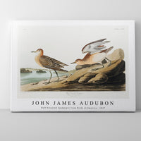 John James Audubon - Buff breasted Sandpiper from Birds of America (1827)