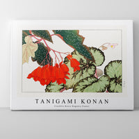 Tanigami Konan - Cracklin Rosie Begonia flower