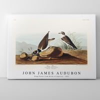 John James Audubon - Ring Plover from Birds of America (1827)