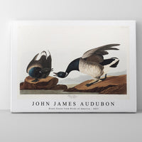 John James Audubon - Brant Goose from Birds of America (1827)