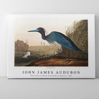 John James Audubon - Blue Crane or Heron from Birds of America (1827)