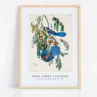 John James Audubon - Florida Jay from Birds of America (1827)