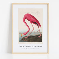 John James Audubon - Pink Flamingo from Birds of America (1827)