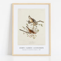 John James Audubon - Song Sparrow from Birds of America (1827)