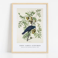 John James Audubon - American Crow from Birds of America (1827)