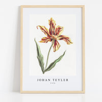 Johan Teyler - A tulip