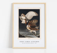 
              John James Audubon - Barn Owl from Birds of America (1827)
            