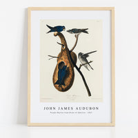 John James Audubon - Purple Martin from Birds of America (1827)