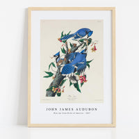 John James Audubon - Blue Jay from Birds of America (1827)