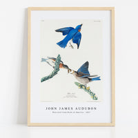 John James Audubon - Blue-bird from Birds of America (1827)