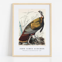 John James Audubon - Wild Turkey or Great American Cock from Birds of America (1827)