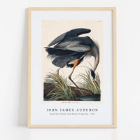 John James Audubon - Great blue Heron from Birds of America (1827)