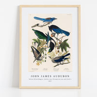 John James Audubon - Yellow-Billed Magpie, Stellers Jay, Ultramarine Jay and Clark's Crow from Birds of America (1827)