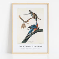 John James Audubon - Passenger Pigeon from Birds of America (1827)