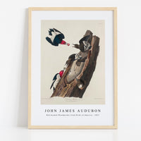 John James Audubon - Red-headed Woodpecker from Birds of America (1827)