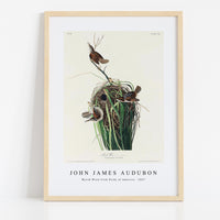 John James Audubon - Marsh Wren from Birds of America (1827)