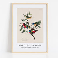 John James Audubon - Painted Finch from Birds of America (1827)