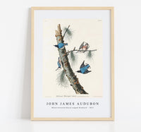 
              John James Audubon - White-breasted Black-capped Nuthatch from Birds of America (1827)
            