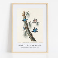 John James Audubon - White-breasted Black-capped Nuthatch from Birds of America (1827)