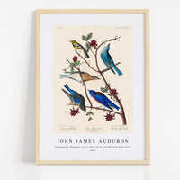 John James Audubon - Townsend's Warbler, Arctic Blue-bird and Western Blue-bird from Birds of America (1827)