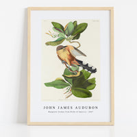 John James Audubon - Mangrove Cuckoo from Birds of America (1827)