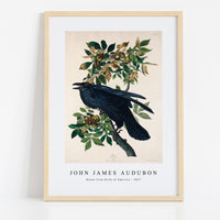 John James Audubon - Raven from Birds of America (1827)