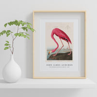 John James Audubon - Pink Flamingo from Birds of America (1827)