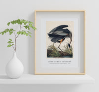 
              John James Audubon - Great blue Heron from Birds of America (1827)
            