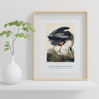 John James Audubon - Great blue Heron from Birds of America (1827)