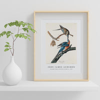 John James Audubon - Passenger Pigeon from Birds of America (1827)